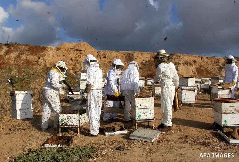 Palestinian beekeepers check a honeycomb before collecting honey at a farm in Rafah in the southern Gaza Strip, April 10, 2013. Beekeepers collect honey and wax from the beehives at this time of year. Photo by Hatem Omar