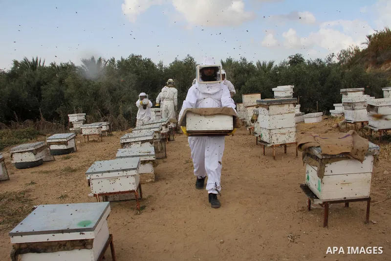 Palestinian beekeepers check a honeycomb before collecting honey at a farm in Rafah in the southern Gaza Strip, April 10, 2013. Beekeepers collect honey and wax from the beehives at this time of year. Photo by Hatem Omar
