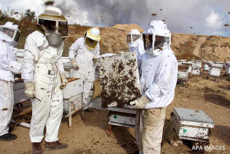Palestinian beekeepers check a honeycomb before collecting honey at a farm in Rafah in the southern Gaza Strip, April 10, 2013. Beekeepers collect honey and wax from the beehives at this time of year. Photo by Hatem Omar
