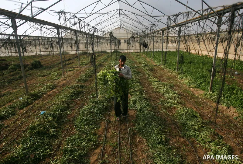 Palestinian farmers harvest Green spices ready to be exported, on a farm in Khan Younis, in the southern Gaza Strip April 15, 2013. Photo by Eyad Al Baba