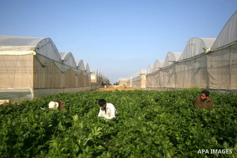 Palestinian farmers harvest Green spices ready to be exported, on a farm in Khan Younis, in the southern Gaza Strip April 15, 2013. Photo by Eyad Al Baba