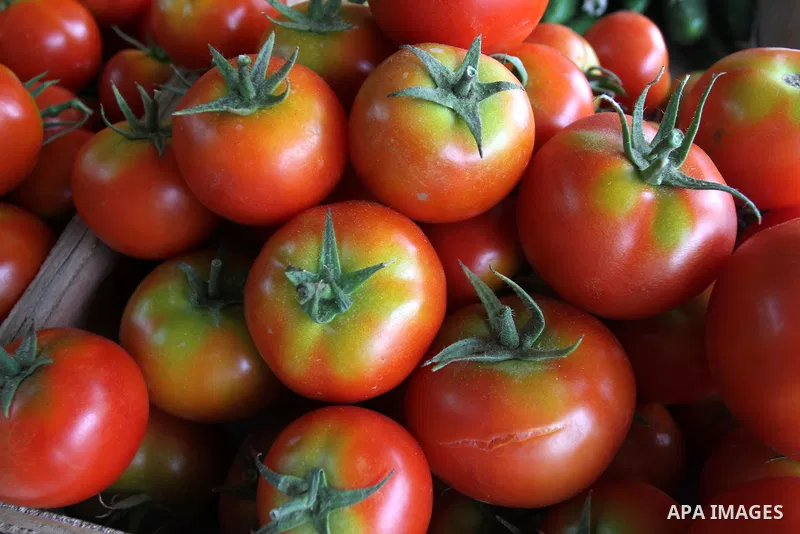 Fresh tomato is seen in a shop in Gaza city on April 17, 2013. Rami Naffar, 38, first Palestinian man sells organic and free of chemical fertilizers vegetables in his shop supervised by the Palestinian company for organi...