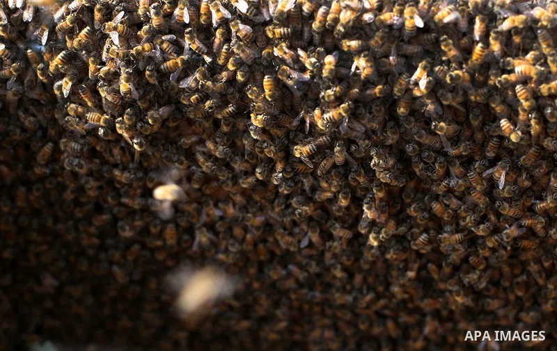 Palestinian beekeepers inspect hives at an apiary in Gaza city, on April 20, 2013. Beekeepers collect honey and wax from the beehives at this time of year. Photo by Ashraf Amra