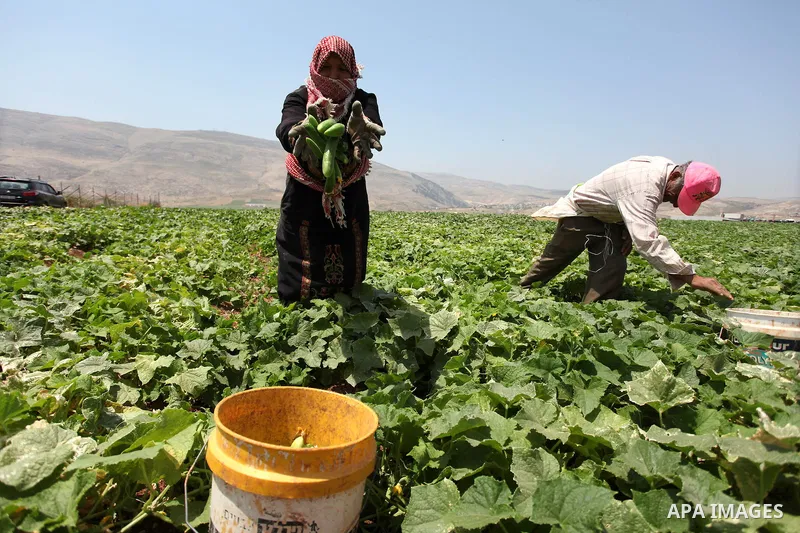 Palestinian Farmers harvest " Cucumber" from their farms in the West Bank city of Nablus on May 7, 2013. The Farmers prepare to harvest summer season crops. Photo by Issam Rimawi