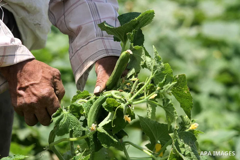 Palestinian Farmers harvest " Cucumber" from their farms in the West Bank city of Nablus on May 7, 2013. The Farmers prepare to harvest summer season crops. Photo by Issam Rimawi