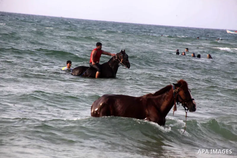 A Palestinian horseman wash his horses on a beach in Gaza beach during Friday holiday in Gaza city, May 24, 2013. Gazans escape to the beach and out from their homes during heat wave and power outages. Photo by Ashraf Am...