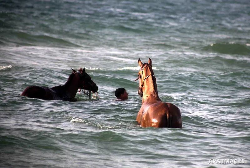 A Palestinian horseman wash his horses on a beach in Gaza beach during Friday holiday in Gaza city, May 24, 2013. Gazans escape to the beach and out from their homes during heat wave and power outages. Photo by Ashraf Am...