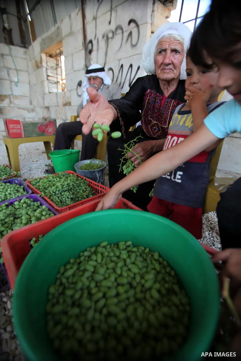 A Palestinian woman from Bighith family picks sour grapes at their farm in the West Bank village of Beit Ommar near Hebron, July 07, 2013. Bighith family dry the grapes to sell it as a new kind of spices following grindi...