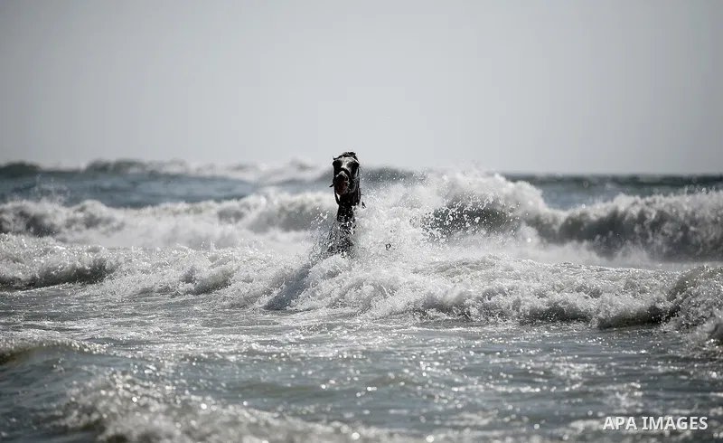 A Palestinian boy washes his horse into the sea at Gaza' beach during hot weather day 12 July 2013. Photo by Ali Jadallah