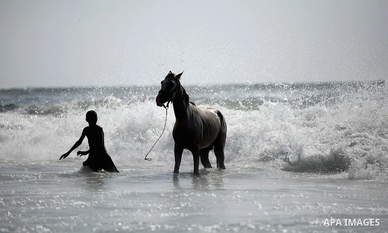 A Palestinian boy washes his horse into the sea at Gaza' beach during hot weather day 12 July 2013. Photo by Ali Jadallah