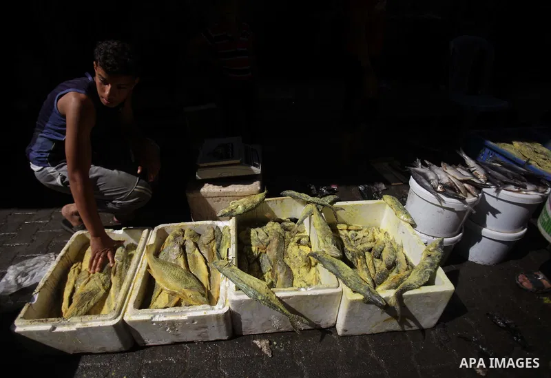 A Palestinian vendor displays fish during preparations for the Eid Al-Fitr feast at the market in Khan Youns southern in Gaza city on Aug 07, 2013, as Muslims over the world prepare to celebrate Eid al-Fitr, a three day...