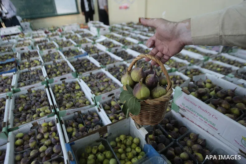 Palestinian visitors attend a festival to sell the figs in the village of Tal, near Nablus in west bank on August 24, 2013. Photo by Nedal Eshtayah