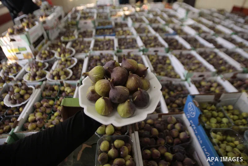 Palestinian visitors attend a festival to sell the figs in the village of Tal, near Nablus in west bank on August 24, 2013. Photo by Nedal Eshtayah