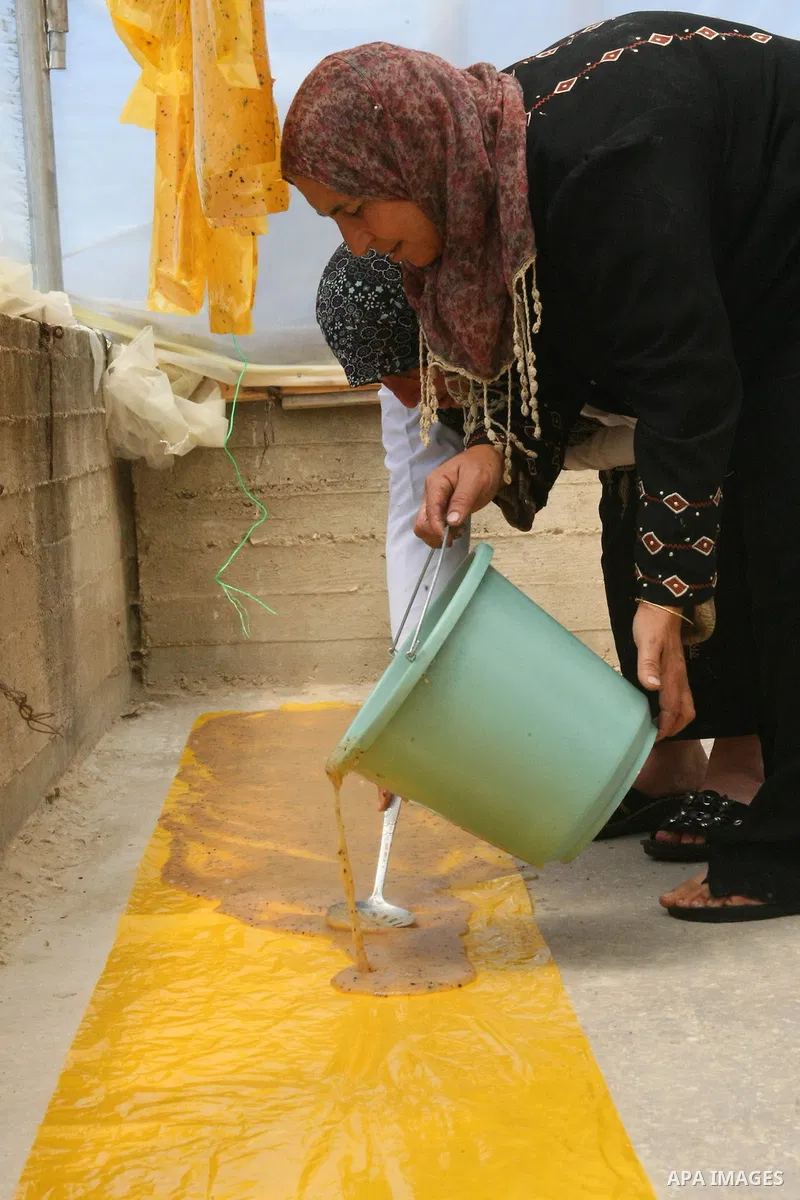 Palestinian women pour the dough of grapes to dry it, at a workshop in the West Bank City of Hebron, Sept 10, 2013. Hebron is known for its lush grape vineyards due to the Hebron's metropolitan area that forms the highes...