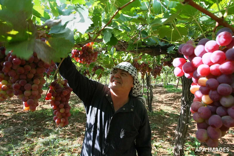 Palestinian farmer harvests grapes at vineyard in the West Bank city of Hebron on Sep. 12, 2013. Hebron is very famous in grape production as it contains many fields of grapes, the summer is the season of harvesting. Pho...