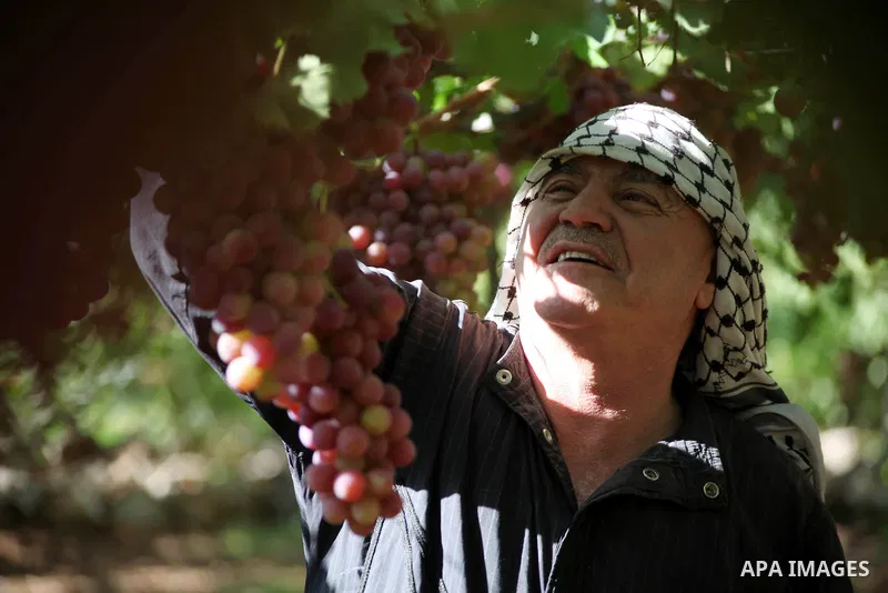Palestinian farmer harvests grapes at vineyard in the West Bank city of Hebron on Sep. 12, 2013. Hebron is very famous in grape production as it contains many fields of grapes, the summer is the season of harvesting. Pho...