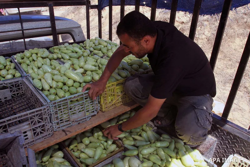 A Palestinian farmer collects green squash at his field in Khan Younis town in the southern Gaza Strip, on September 25, 2013. Photo by Mohammed Asad