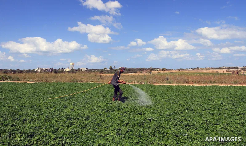 A Palestinian farmer sprays insecticide on parsley crop at his field in Khan Younis town in the southern Gaza Strip, on September 25, 2013. Photo by Mohammed Asad