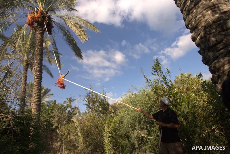 A Palestinian farmer gathers dates harvested from date palm trees in Khan Yunis, in the southern Gaza Strip, on Sept. 29, 2013. The community, which takes its name from balah, the Arabic word for dates. Photo by Eyad Al...