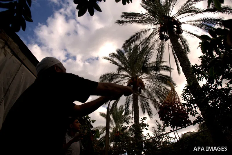 A Palestinian farmer gathers dates harvested from date palm trees in Khan Yunis, in the southern Gaza Strip, on Sept. 29, 2013. The community, which takes its name from balah, the Arabic word for dates. Photo by Eyad Al...