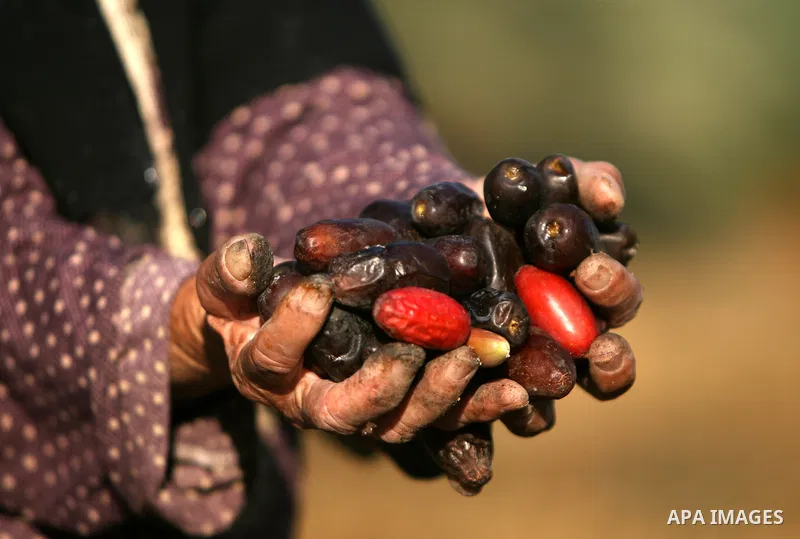 A Palestinian farmer gathers dates harvested from date palm trees in Khan Yunis, in the southern Gaza Strip, on Sept. 29, 2013. The community, which takes its name from balah, the Arabic word for dates. Photo by Eyad Al...