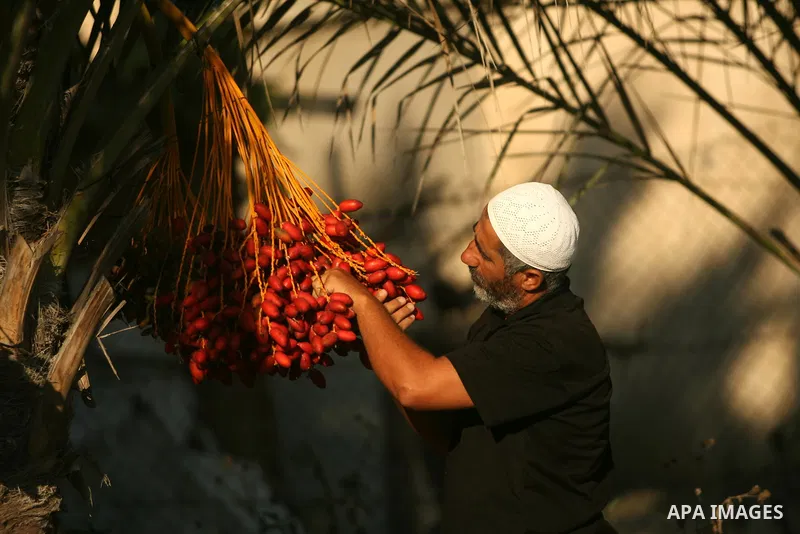 A Palestinian farmer gathers dates harvested from date palm trees in Khan Yunis, in the southern Gaza Strip, on Sept. 29, 2013. The community, which takes its name from balah, the Arabic word for dates. Photo by Eyad Al...