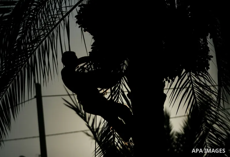 A Palestinian farmer gathers dates harvested from date palm trees in Khan Yunis, in the southern Gaza Strip, on Sept. 29, 2013. The community, which takes its name from balah, the Arabic word for dates. Photo by Eyad Al...