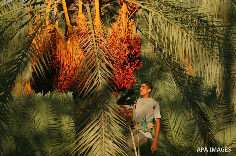A Palestinian farmer gathers dates harvested from date palm trees in Khan Yunis, in the southern Gaza Strip, on Sept. 29, 2013. The community, which takes its name from balah, the Arabic word for dates. Photo by Eyad Al...