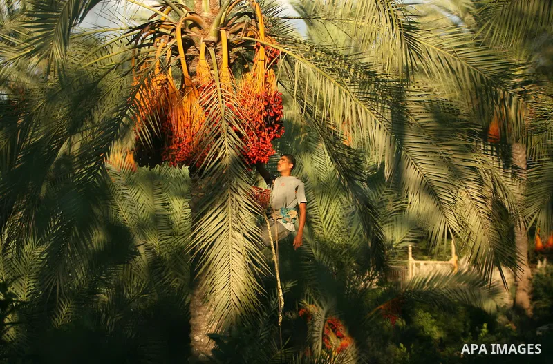 A Palestinian farmer gathers dates harvested from date palm trees in Khan Yunis, in the southern Gaza Strip, on Sept. 29, 2013. The community, which takes its name from balah, the Arabic word for dates. Photo by Eyad Al...
