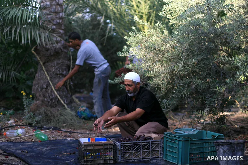 Palestinian farmers gather dates harvested from date palm trees in Khan Yunis, in the southern Gaza Strip, on Sept. 29, 2013. The community, which takes its name from balah, the Arabic word for dates. Photo by Eyad Al Ba...