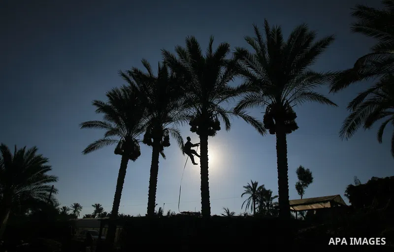 A Palestinian farmer gathers dates harvested from date palm trees in Khan Yunis, in the southern Gaza Strip, on Sept. 29, 2013. The community, which takes its name from balah, the Arabic word for dates. Photo by Eyad Al...