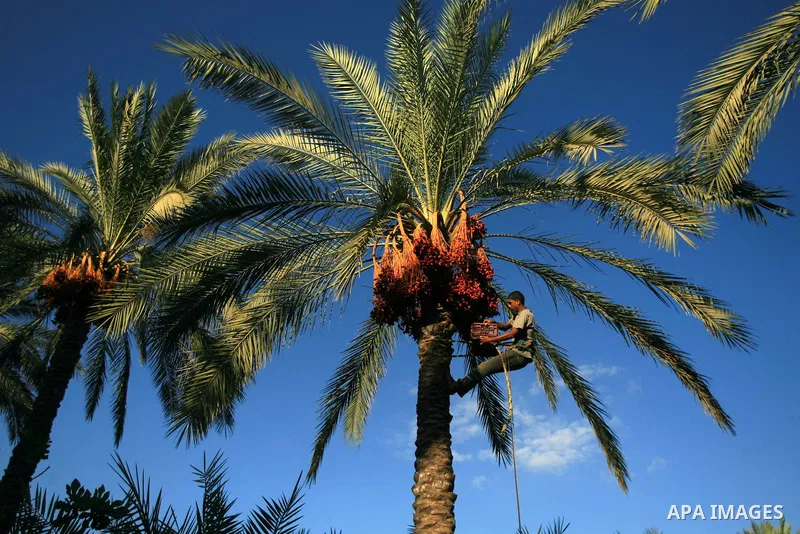 A Palestinian farmer gathers dates harvested from date palm trees in Khan Yunis, in the southern Gaza Strip, on Sept. 29, 2013. The community, which takes its name from balah, the Arabic word for dates. Photo by Eyad Al...