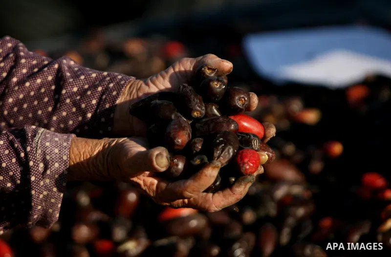 Palestinian farmers gather dates harvested from date palm trees in Khan Yunis, in the southern Gaza Strip, on Sept. 29, 2013. The community, which takes its name from balah, the Arabic word for dates. Photo by Eyad Al Ba...