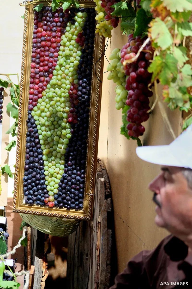 A Palestinian man displays grapes, during the Palestinian grapes festival at Halhoul town northen in the West Bank city of Hebron, on Sept. 29, 2013. Hebron is very famous in grape production as it contains many fields o...