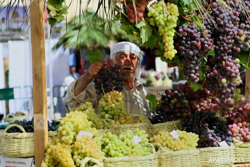 A Palestinian man displays grapes, during the Palestinian grapes festival at Halhoul town northen in the West Bank city of Hebron, on Sept. 29, 2013. Hebron is very famous in grape production as it contains many fields o...