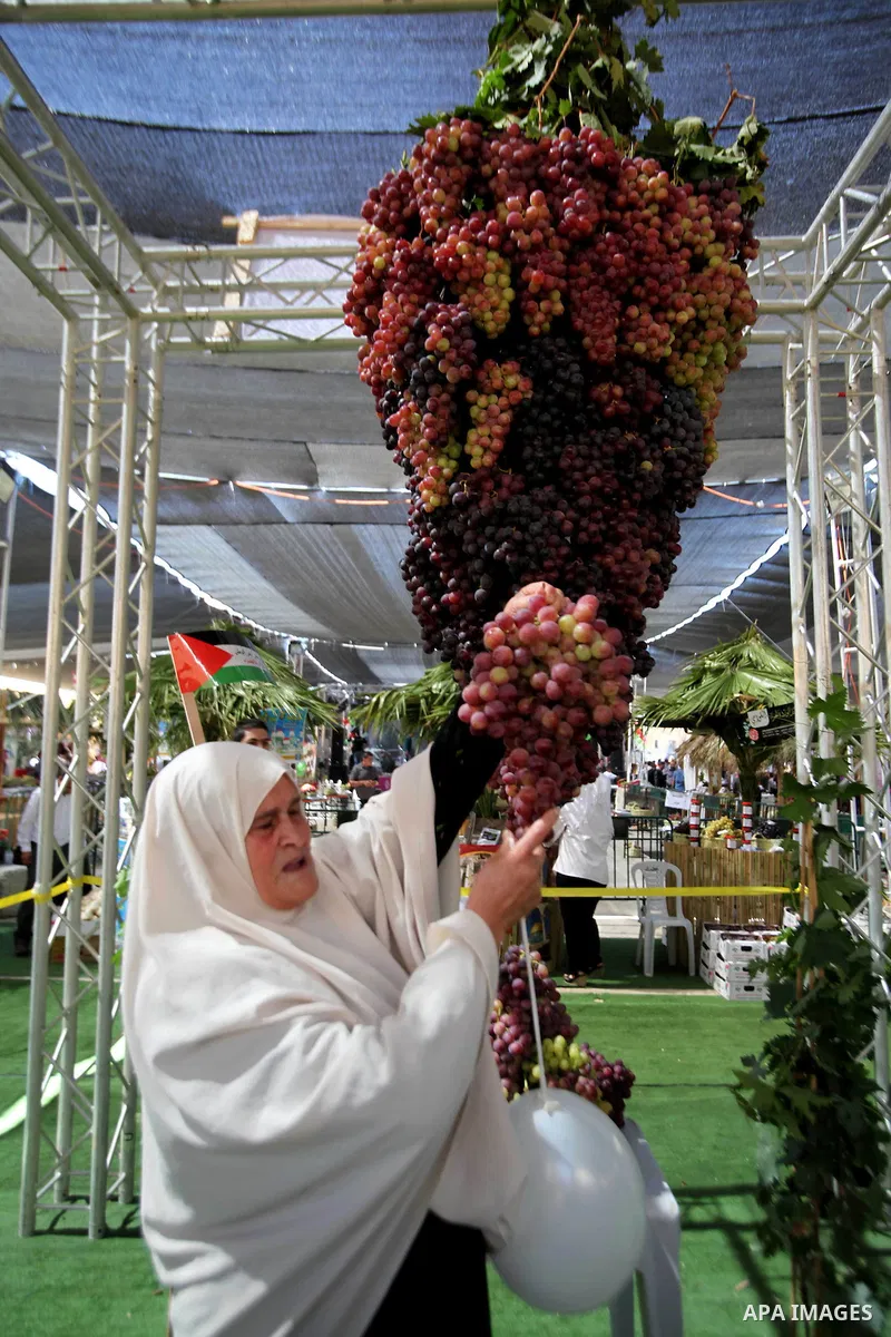 A Palestinian woman displays grapes, during the Palestinian grapes festival at Halhoul town northen in the West Bank city of Hebron, on Sept. 29, 2013. Hebron is very famous in grape production as it contains many fields...
