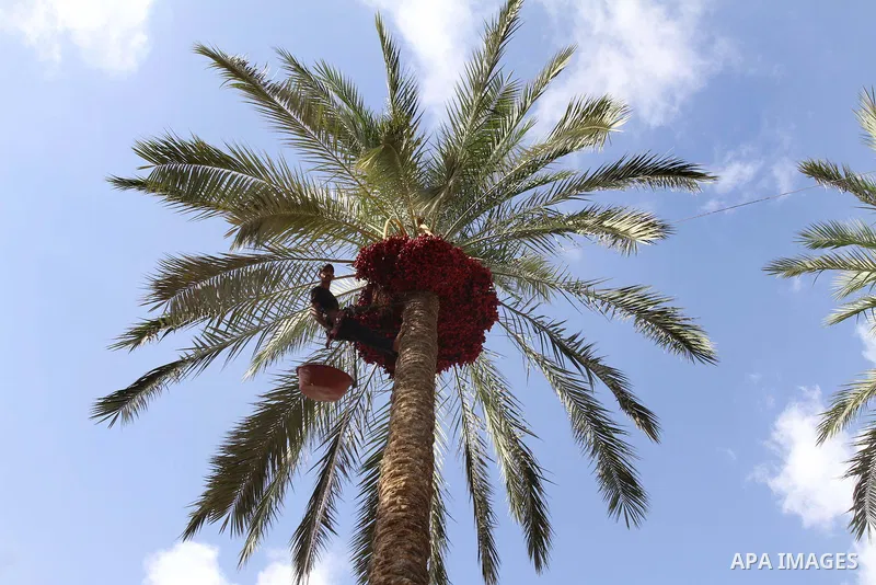 A Palestinian farmer gathers dates harvested from date palm trees in Khan Yunis, in the southern Gaza Strip, on Oct. 03, 2013. The community, which takes its name from balah, the Arabic word for dates. Photo by Mohammed...