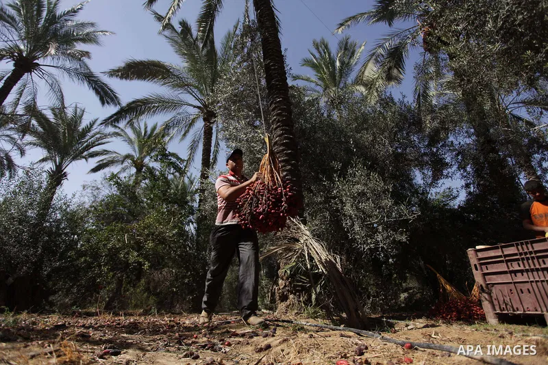 A Palestinian farmer harvests dates from date palm trees in the southern Gaza Strip city of Khan Younis, on Oct. 9, 2013. Photo by Ashraf Amra