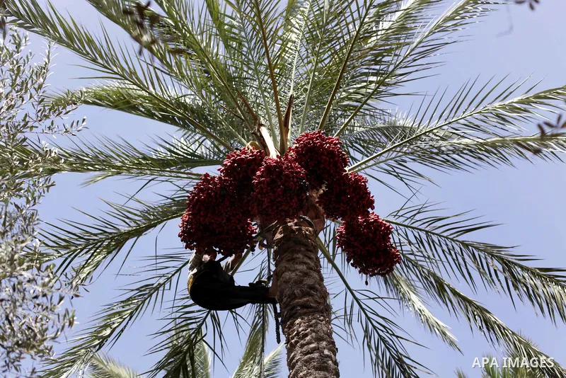 A Palestinian farmer harvests dates from date palm trees in the southern Gaza Strip city of Khan Younis, on Oct. 9, 2013. Photo by Ashraf Amra