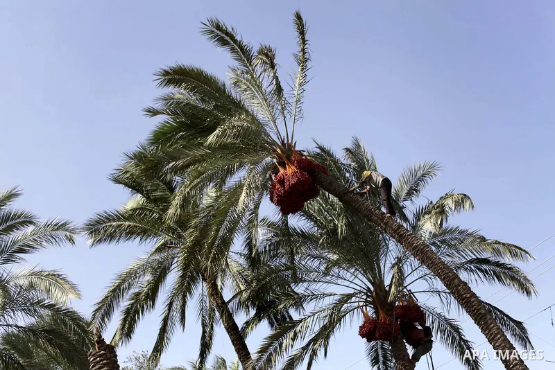 A Palestinian farmer harvests dates from date palm trees in the southern Gaza Strip city of Khan Younis, on Oct. 9, 2013. Photo by Ashraf Amra