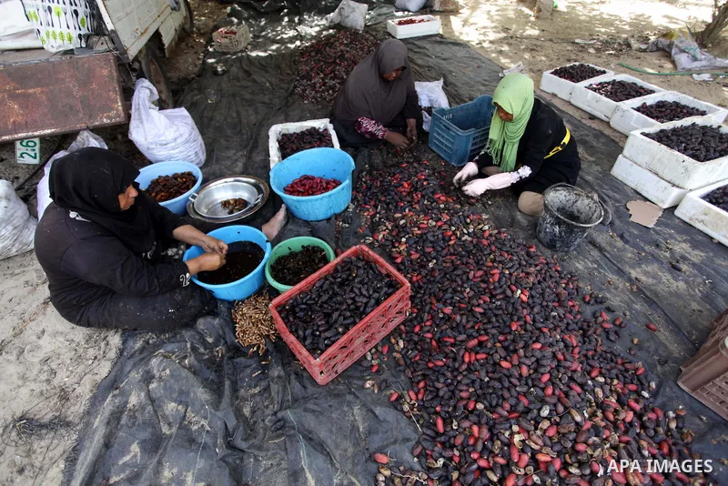 A Palestinian woman sorts dates harvested from date palm trees in Khan Yunis, in the southern Gaza Strip, on Oct. 09, 2013. Photo by Ashraf Amra
