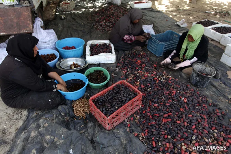 A Palestinian woman sorts dates harvested from date palm trees in Khan Yunis, in the southern Gaza Strip, on Oct. 09, 2013. Photo by Ashraf Amra