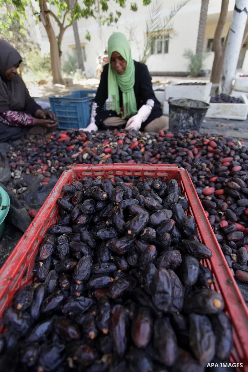 A Palestinian woman sorts dates harvested from date palm trees in Khan Yunis, in the southern Gaza Strip, on Oct. 09, 2013. Photo by Ashraf Amra