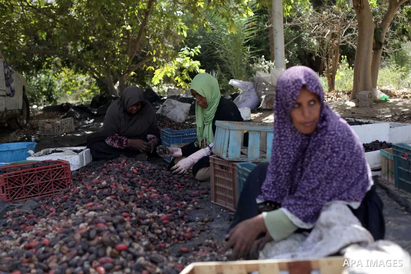 A Palestinian woman sorts dates harvested from date palm trees in Khan Yunis, in the southern Gaza Strip, on Oct. 09, 2013. Photo by Ashraf Amra