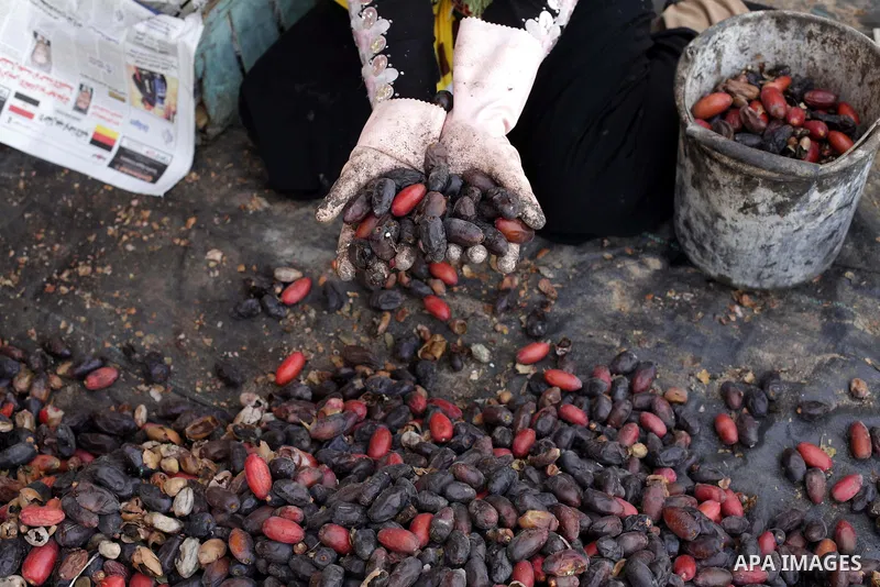 A Palestinian woman sorts dates harvested from date palm trees in Khan Yunis, in the southern Gaza Strip, on Oct. 09, 2013. Photo by Ashraf Amra