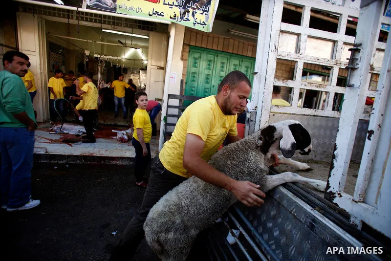 A Palestinian man unload goats that will be sacrificed from a truck outside a slaughterhouse during the first day of Eid al-Adha, the Muslim feast of the sacrifice, in Jerusalem on October 15, 2013. Muslims worldwide are...