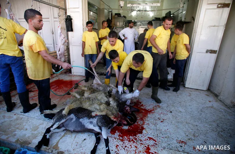 A Palestinian butcher slaughters sheep during the first day of Eid al-Adha, the Muslim feast of the sacrifice, in Jerusalem on October 15, 2013. Muslims worldwide are celebrating Eid al-Adha, or Feast of the Sacrifice, c...