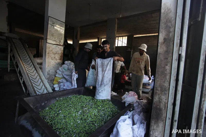 Palestinian workers sort olives before pressing at a traditional stone press in Gaza City, 20 October 2013. Regional farmers are harvesting their olives this year from mid-October until 01 November. According to figures...