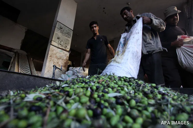 Palestinian workers sort olives before pressing at a traditional stone press in Gaza City, 20 October 2013. Regional farmers are harvesting their olives this year from mid-October until 01 November. According to figures...