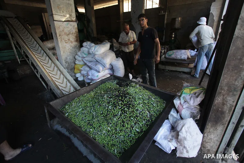 Palestinian workers sort olives before pressing at a traditional stone press in Gaza City, 20 October 2013. Regional farmers are harvesting their olives this year from mid-October until 01 November. According to figures...